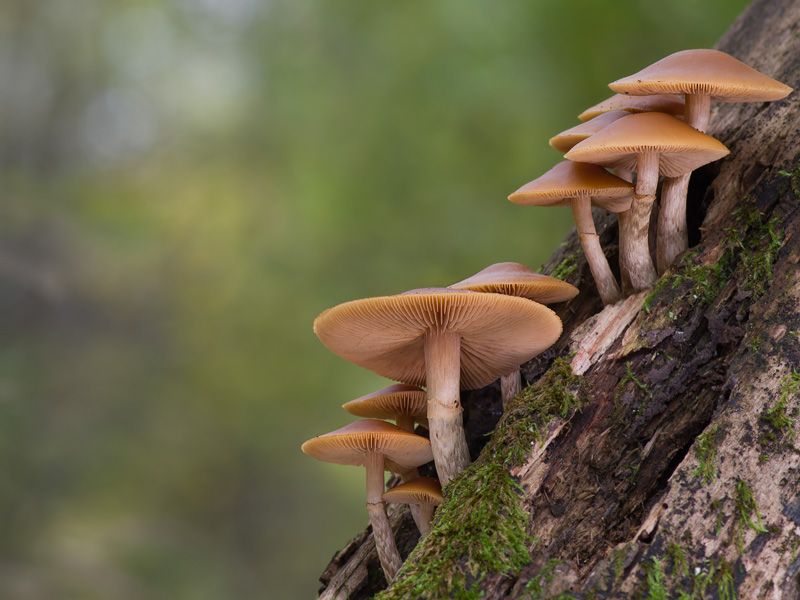 Galerina marginata